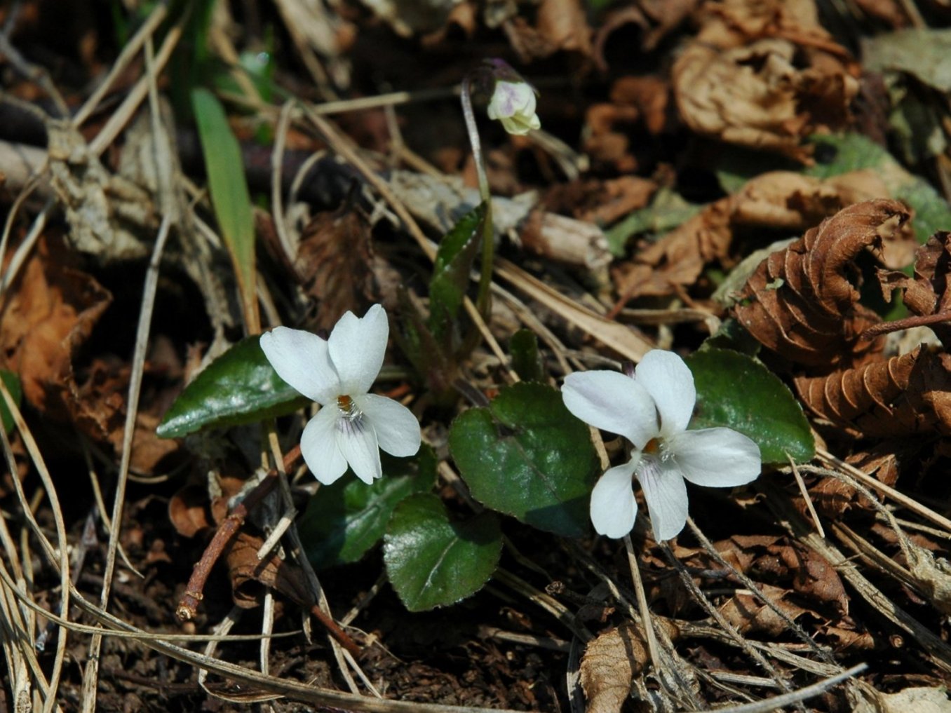 Viola